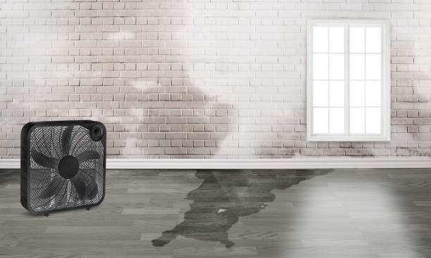Best Mold removal after water damage  in Poughkeepsie, NY